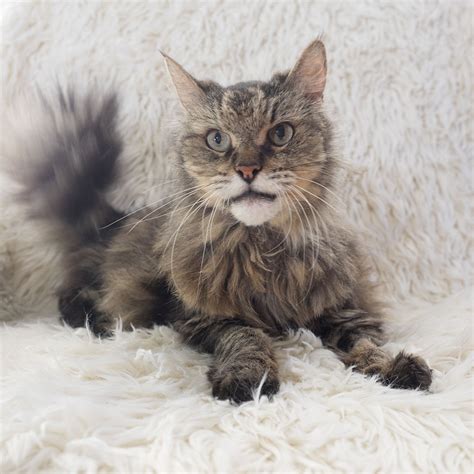 Look at pictures of maine coon kittens who need a home. Maine Coon Adoptions - CALIFORNIA-BASED NO-KILL CAT RESCUE