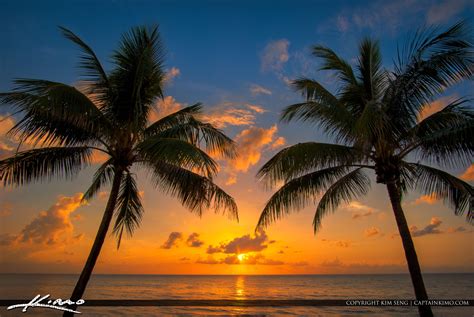 Coconut Trees Beach