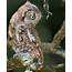 Eastern Screech Owl  Audubon Field Guide