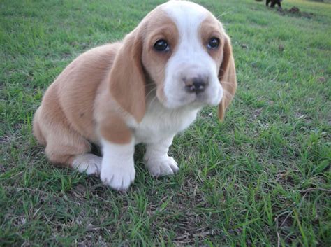 Learn more about great lakes basset hounds in michigan. Basset Hound Puppy Pictures InformationCorgi Puppy Pictures