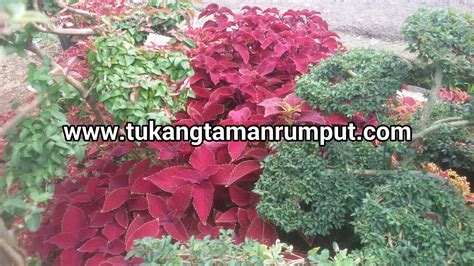 Check spelling or type a new query. Terbaru 77+ Bunga Miana Tanaman Hias Daun Penyemarak Taman