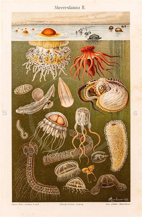 Vintage Sea Life Prints Off 79