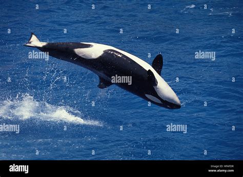 Whale Breaching Hi Res Stock Photography And Images Alamy