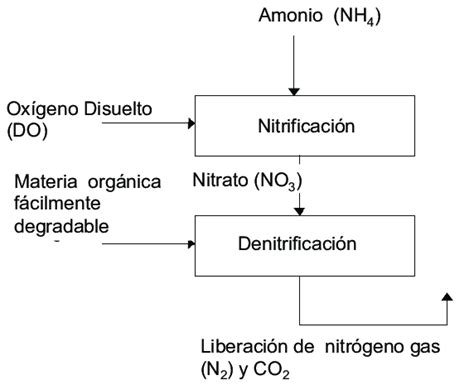 Esquema Del Proceso De Eliminación De Nitrógeno En Base A Download