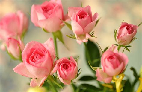 Fondos De Pantalla Rosas Rosa Color Flores Descargar Imagenes