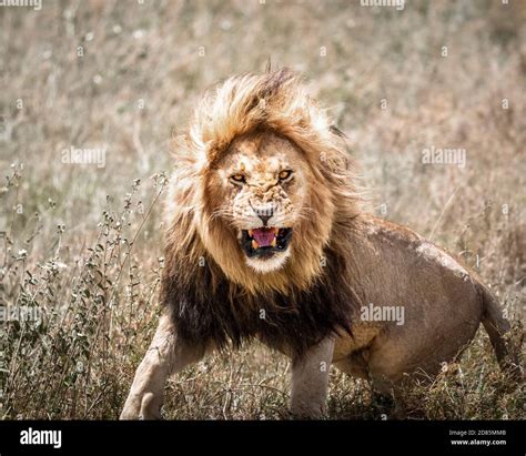 Roaring Lion Front Isolated Hi Res Stock Photography And Images Alamy