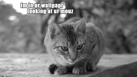 Download Cats Humor Wallpaper 1920x1080 Wallpoper 247297