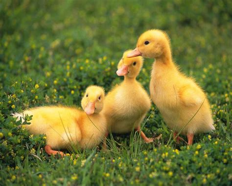Little Baby Ducklings A Baby Ducks Birds Ducklings