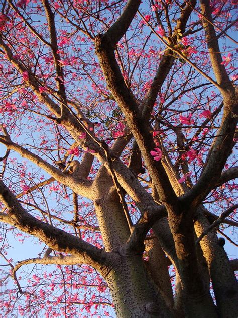 Flowering Tree With Thorns Flickr Photo Sharing