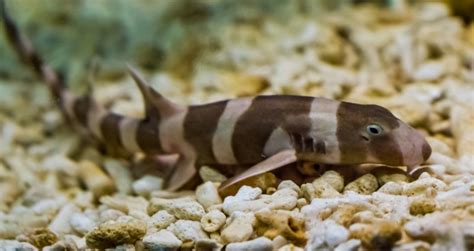 Exploring The Enigmatic World Of The Banded Cat Shark A Fascinating