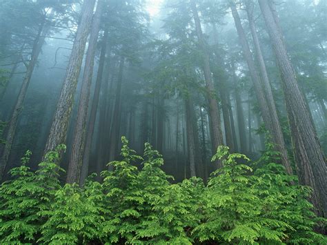 Olympic National Park Wallpapers Wallpaper Cave