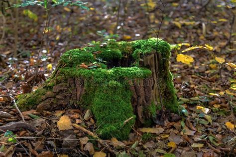 Old Stump Covered With Emerald Moss Stock Image Image Of Fallen