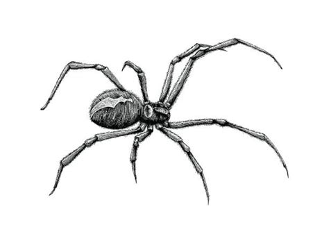 Spider Illustrations Royalty Free Vector Graphics And Clip Art Istock