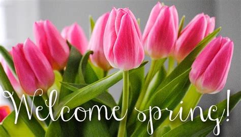Pink Tulip Welcome Spring Image Pictures Photos And Images For