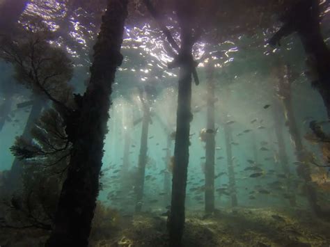 Travel Guide Underwater Forest 2020 Ideal Dive