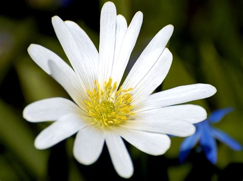 Filewhite Flower Closeup Wikimedia Commons