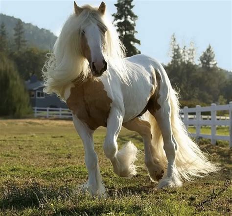 14 Most Random Amazing And Bizarre Facts About Horses Page 3 Of 5