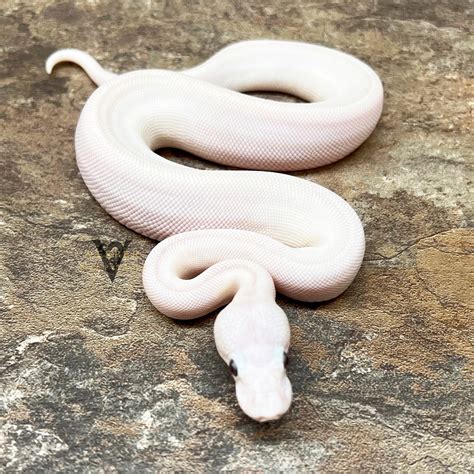 Super Lesser Blue Eyed Lucy Ball Python By Vesper Ball Pythons Morphmarket