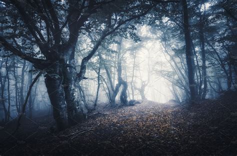 Dark Foggy Forest Mystical Autumn High Quality Nature Stock Photos