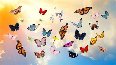 Hd Wallpaper Group Of Butterflies Butterfly Sky Collage Photoshop