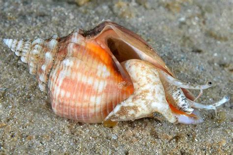 Fighting Conch Snail Detailed Guide Care Diet And Breeding