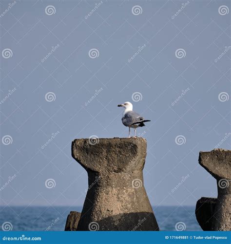 Birds Shipwrecks Seafront Harbor View Stock Image Image Of Shore