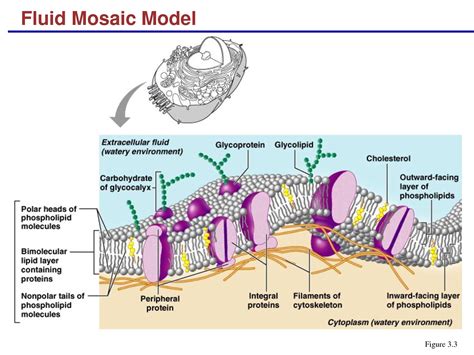 Cell Membrane Structure And Function A Level