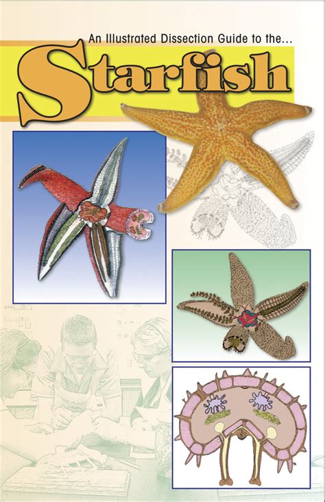 Frey Scientific Mini Guide To Starfish Dissection Paperback 8 Pages