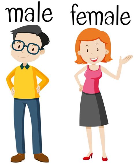 Opposite Wordcard For Male And Female 455670 Vector Art At Vecteezy