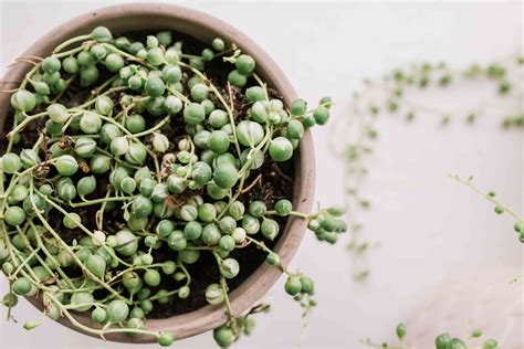How To Grow And Care For String Of Pearls Plant