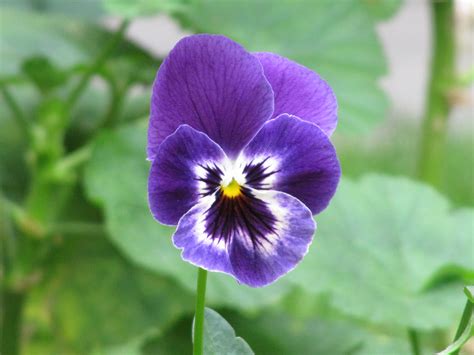 Filepurple Flower Pensamiento Viola × Wittrockiana Wikimedia