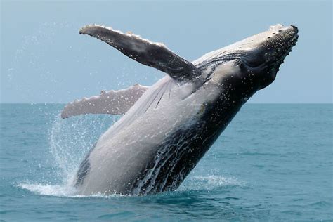 Whales Australian Antarctic Program