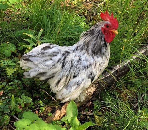 Splash Cochin Bantam Chickens For Sale Cackle Hatchery®