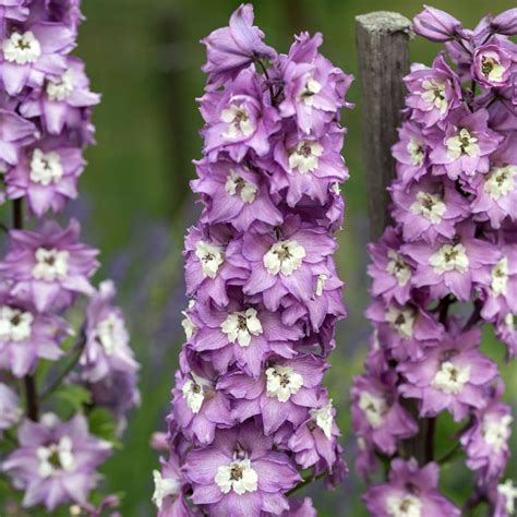 Delphinium Magic Fountain Series Flower Seeds Lilac Pink 1000 Seeds