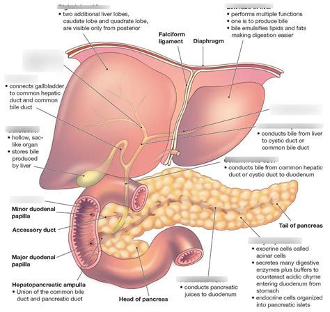 The Liver Gallbladder And Pancreas Diagram Quizlet