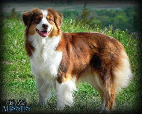 Red Tri Mini Australian Shepherd With Blue Eyes