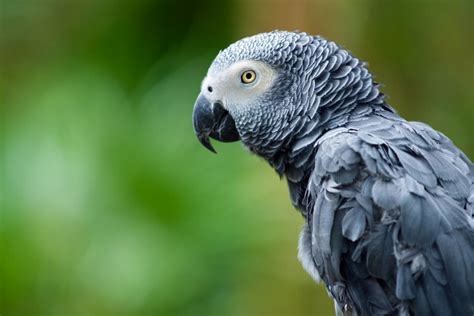 There are many animals of the african wilderness, that call the continent of africa home. Parrots & Toucans: Birds In Danger - Wild Earth News ...