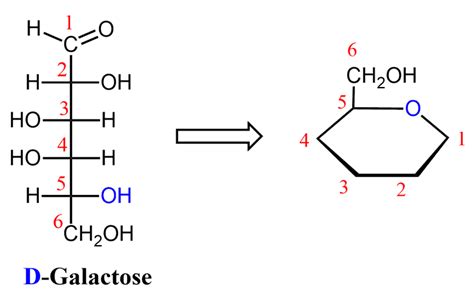 D Galactose Fischer Projection