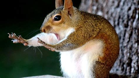 Смешные фото животных Funny Animals Animals Squirrel Pictures