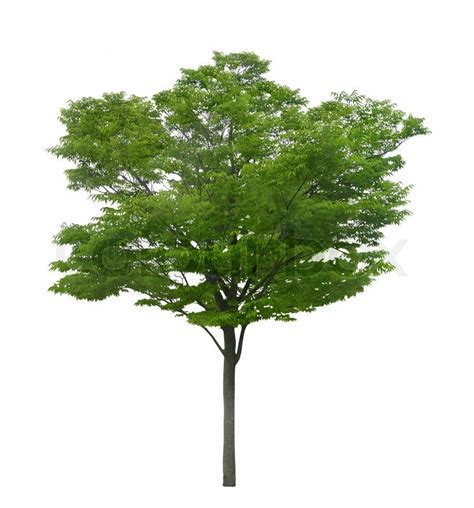 Green Tree Isolated On A White Background Stock Photo Colourbox