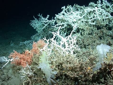 Corals In Gulf Of Mexico Oil Spill Zone Appear Healthy Photos Video