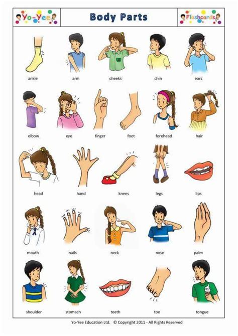 Body Part Materials For Learning English