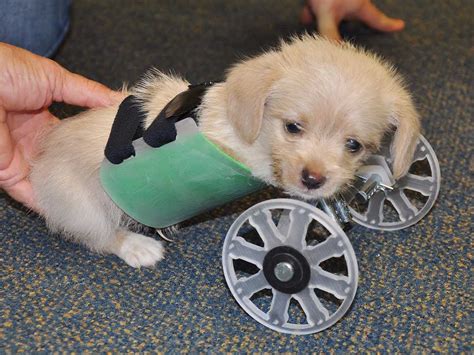 Not for weak stomachs.) after the puppies are born. Tumbles the puppy learns to walk with wheelchair ...