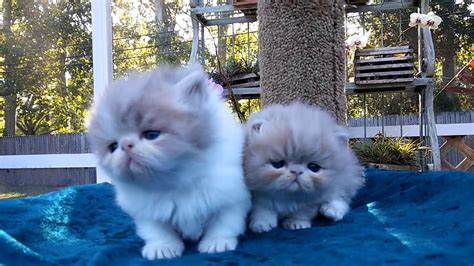 8 weeks old, 2 white persian females 1 white. Persian and Himalayan kittens for sale by Liz - YouTube
