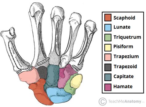 Bones Of The Hand Carpals Metacarpals Phalanges Teachmeanatomy