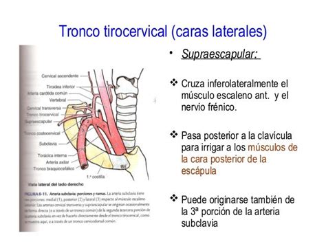 Anatomía Arterias Cuello