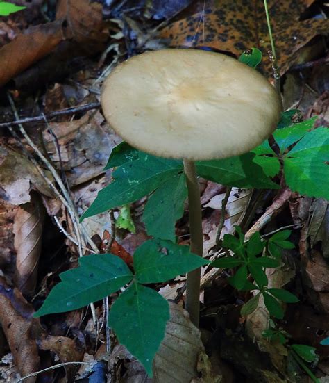 Trailside Fungus Lost Valley Northwest Arkansas Flickr