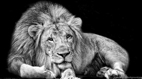 Hd Lion Wallpapers 1080p Wallpaper Cave