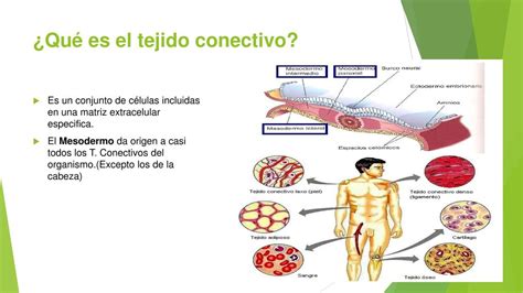 Tejido Conectivo Tejido Conectivo Mesodermo Udocz