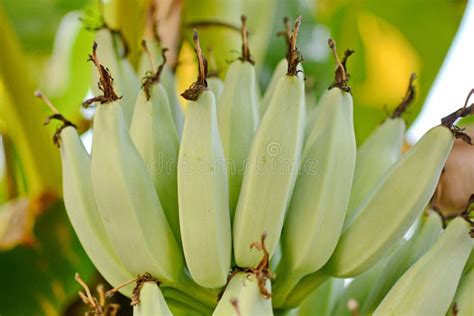 Banana Tree Banana Flower Banana Leaf Banana Plant Banana Fruit